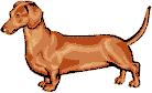 Dachsund