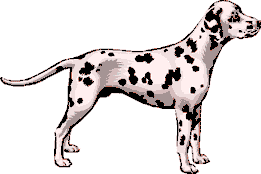 Dalmation